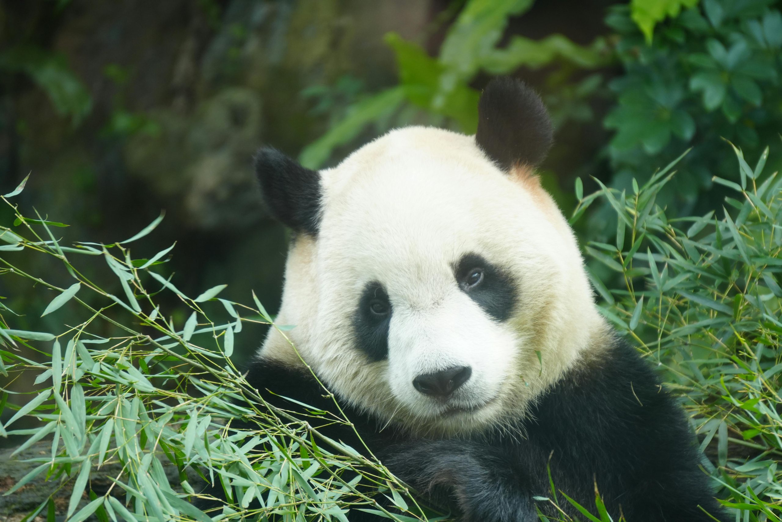 Close-up of a giant panda amidst bamboo in Taipei Zoo, Taiwan, showcasing wildlife behavior.